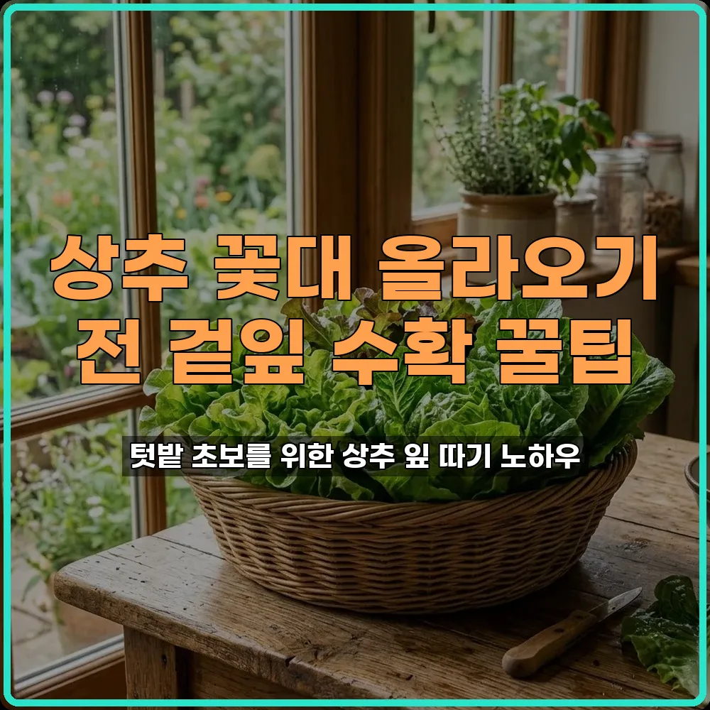 상추 꽃대 추대 겉잎 수확