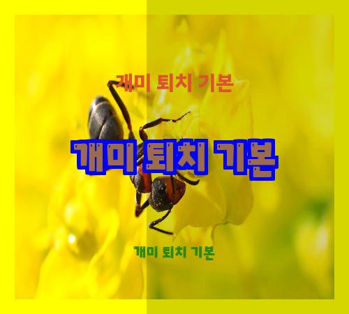 개미 퇴치 기본