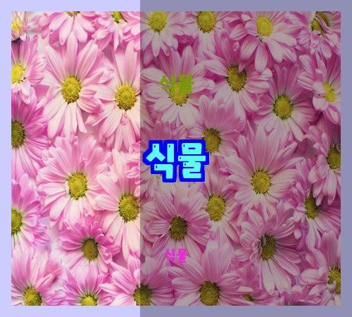식물