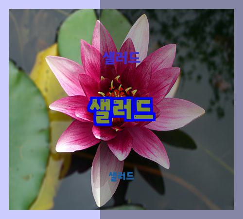 샐러드
