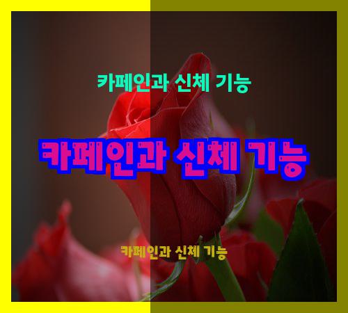카페인과 신체 기능