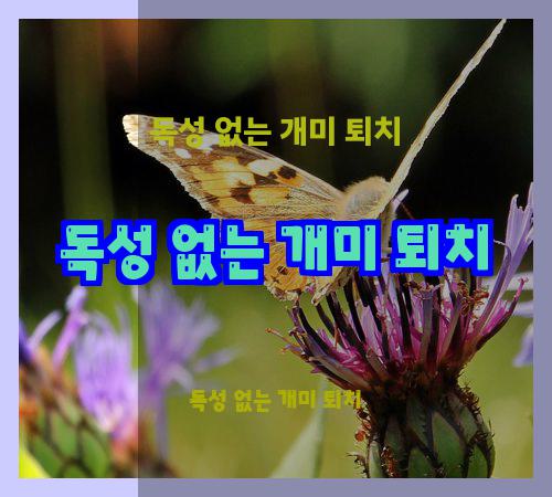 독성 없는 개미 퇴치
