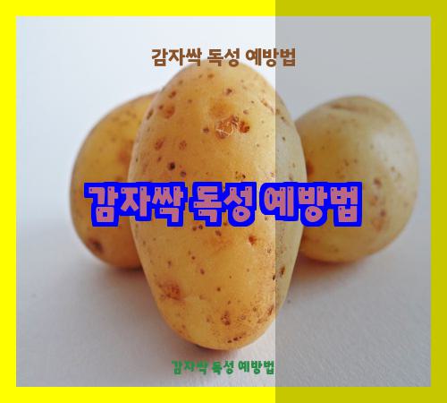 감자싹 독성 예방법