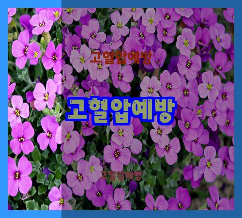 고혈압예방