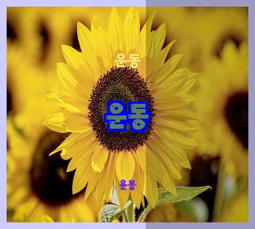 운동