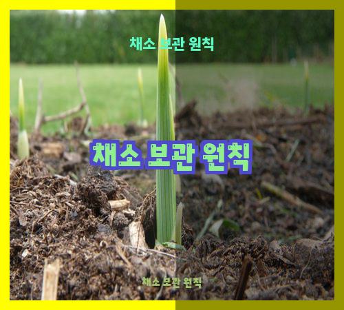 채소 보관 원칙