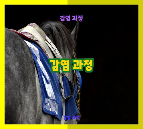 감염 과정