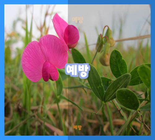 예방