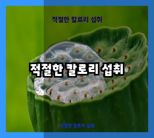 적절한 칼로리 섭취