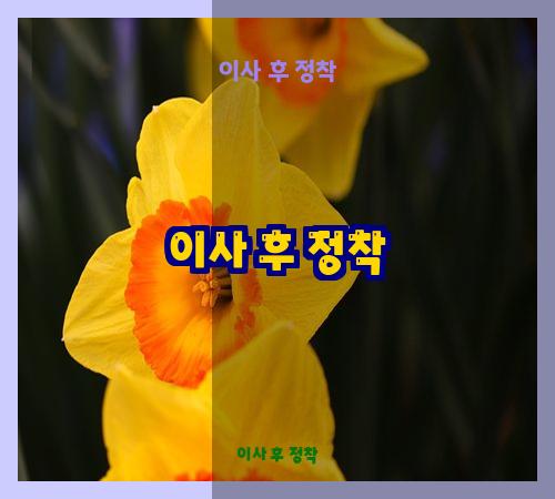 이사 후 정착