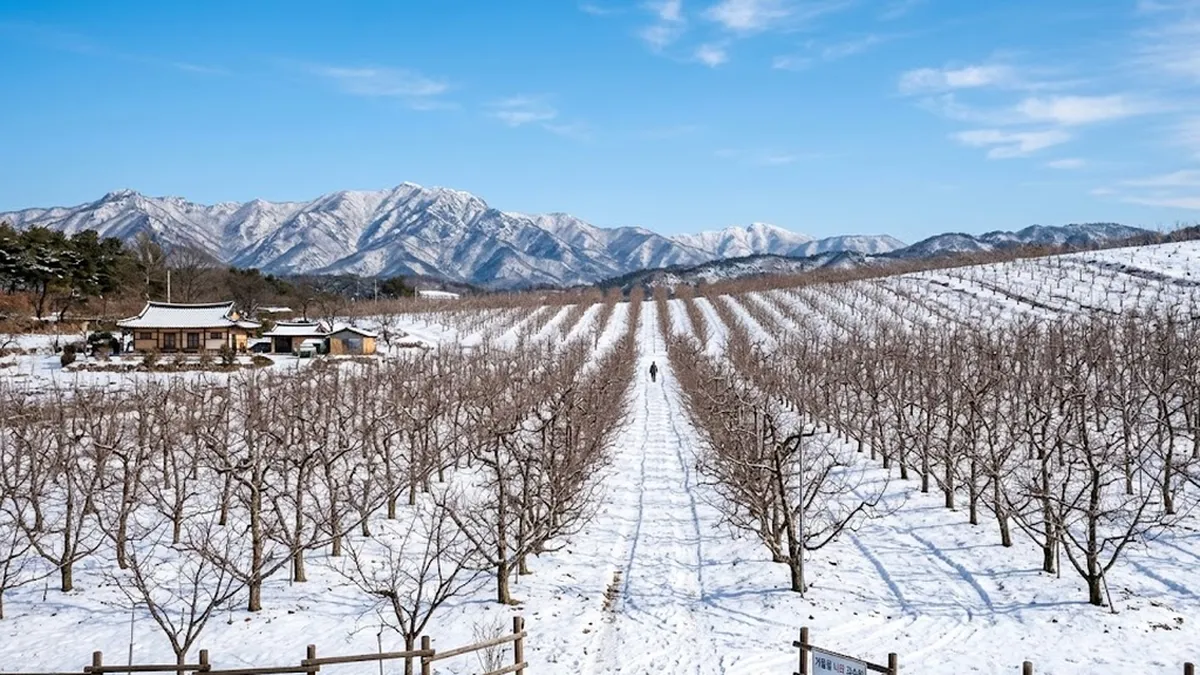 사과나무가지치기