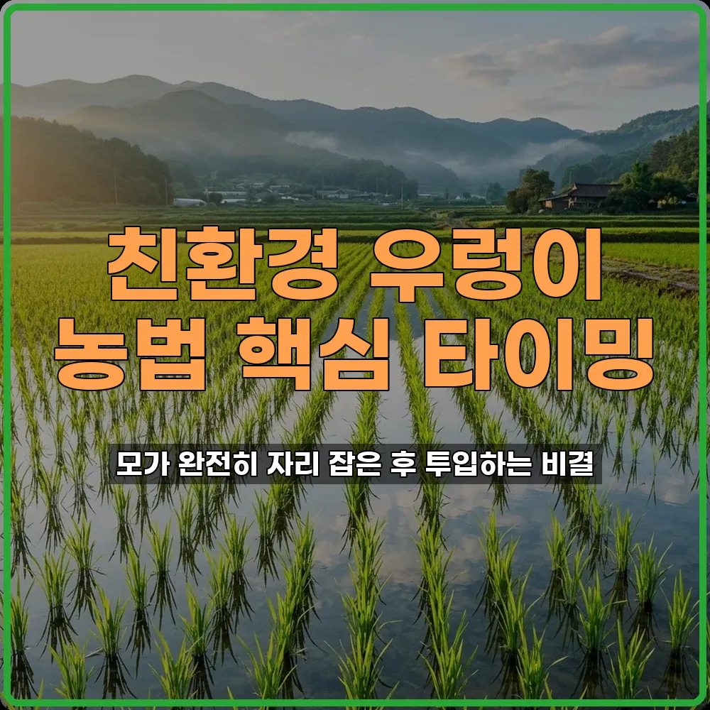 우렁이 농법 벼 이앙 후 모가 자리 잡은 후 투입
